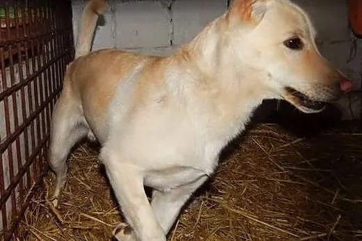 Młodemu Miętuskowi grozi wywózka do schroniska oca
