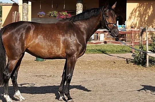 Klacz do sportu, Mazowieckie, Ciechanów