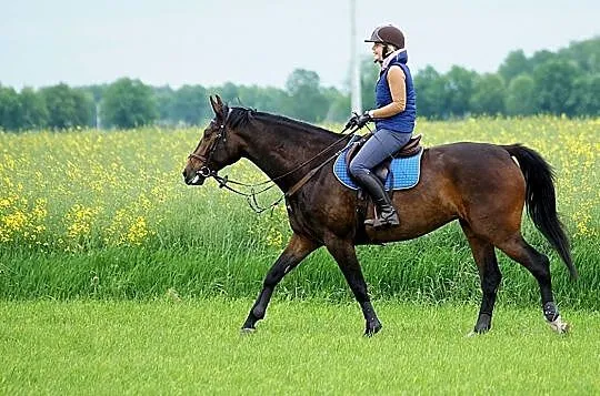 Klacz do sportu, Mazowieckie, Ciechanów