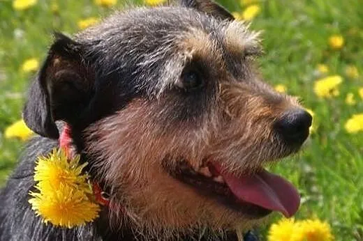 Młody, przesympatyczny Fafik szuka domu!,  Kundelk