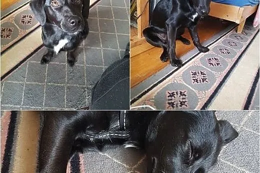 Leo - z nim każdy dzień będzie wyjątkowy i niepowt