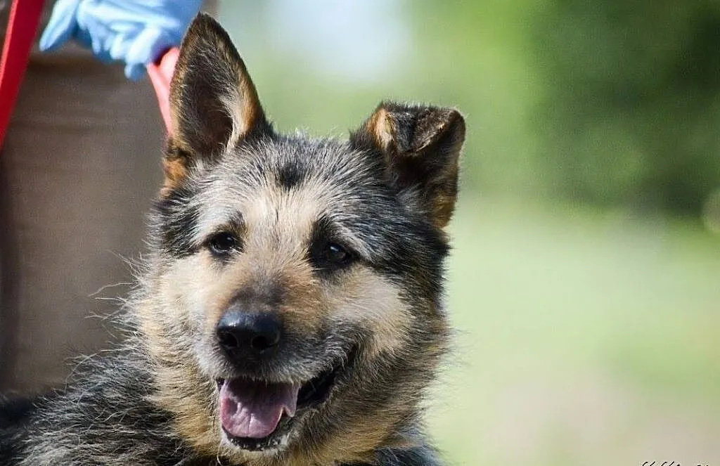 Mery Lu, szorstkowłosa piękność, przyjazna i grzeczna ADOPCJA, Pomorskie, Gdańsk