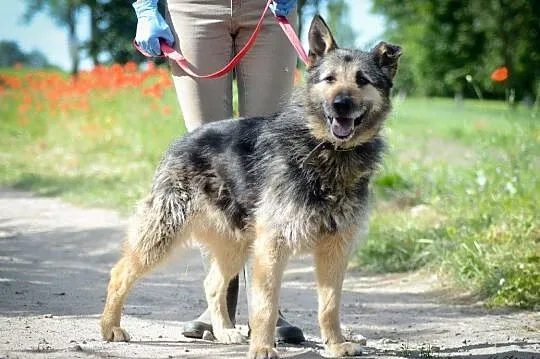 Mery Lu, szorstkowłosa piękność, przyjazna i grzeczna ADOPCJA, Pomorskie, Gdańsk