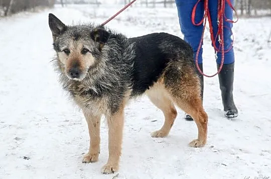 Mery Lu, szorstkowłosa piękność, przyjazna i grzeczna ADOPCJA, Pomorskie, Gdańsk
