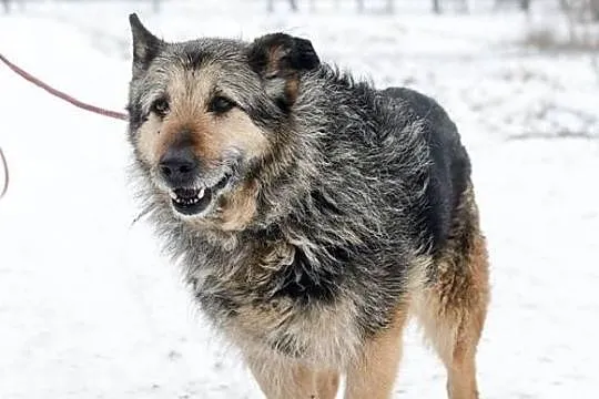 Mery Lu, szorstkowłosa piękność, przyjazna i grzeczna ADOPCJA, Pomorskie, Gdańsk