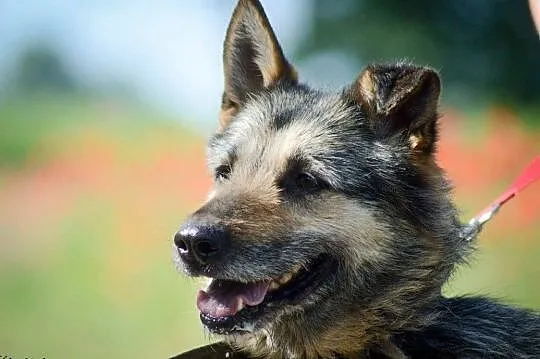 Mery Lu, szorstkowłosa piękność, przyjazna i grzeczna ADOPCJA, Pomorskie, Gdańsk