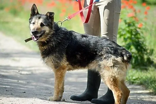 Mery Lu, szorstkowłosa piękność, przyjazna i grzeczna ADOPCJA, Pomorskie, Gdańsk