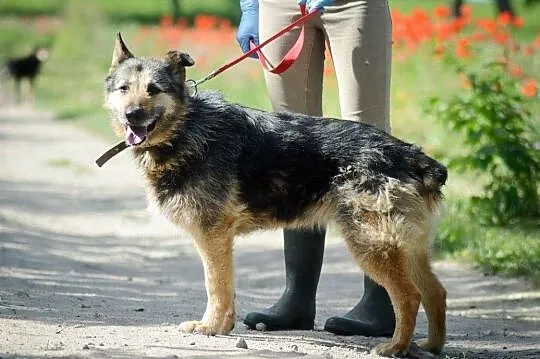 Mery Lu, szorstkowłosa piękność, przyjazna i grzeczna ADOPCJA, Pomorskie, Gdańsk