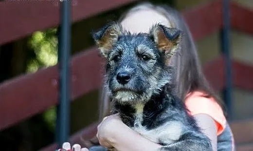 Chaps szczeniak szuka fajnego domu, Amstaff cała