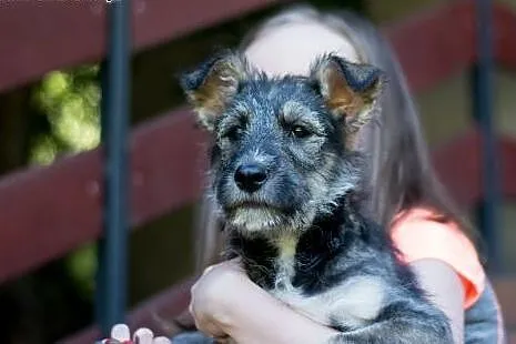 Chaps szczeniak szuka fajnego domu,  Amstaff cała 