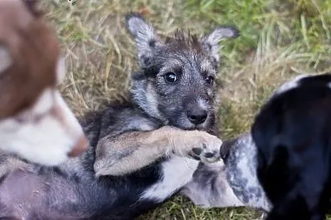 Chaps szczeniak szuka fajnego domu,  Amstaff cała 