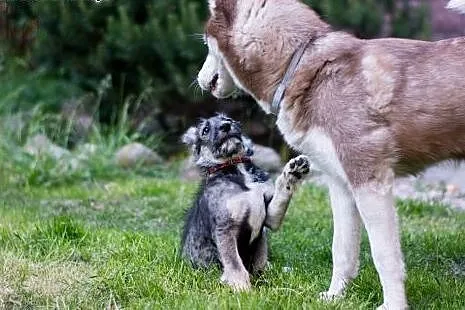 Chaps szczeniak szuka fajnego domu,  Amstaff cała 