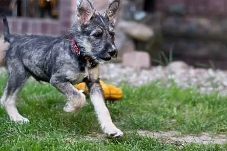 Chaps szczeniak szuka fajnego domu,  Amstaff cała 