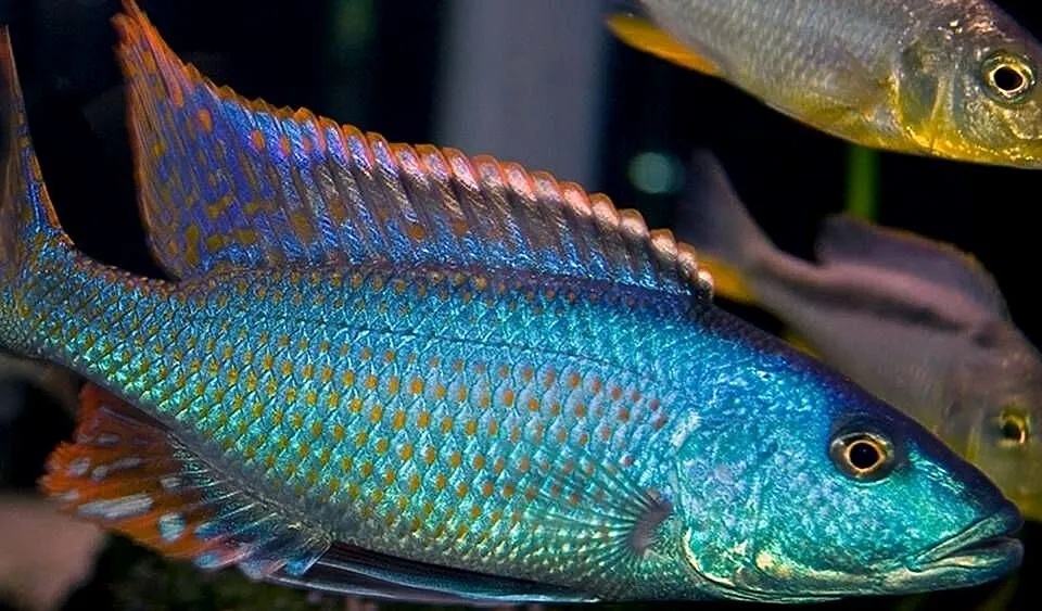 Champsochromis spilorhynchus - WYSYŁKA NA TEREN CAŁEGO KRAJU, Pomorskie, Gdańsk