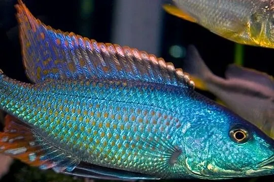 Champsochromis spilorhynchus - WYSYŁKA NA TEREN CAŁEGO KRAJU, Pomorskie, Gdańsk