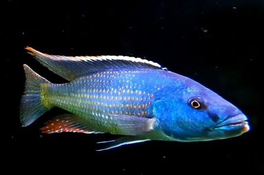 Champsochromis spilorhynchus - WYSYŁKA NA TEREN CAŁEGO KRAJU, Pomorskie, Gdańsk