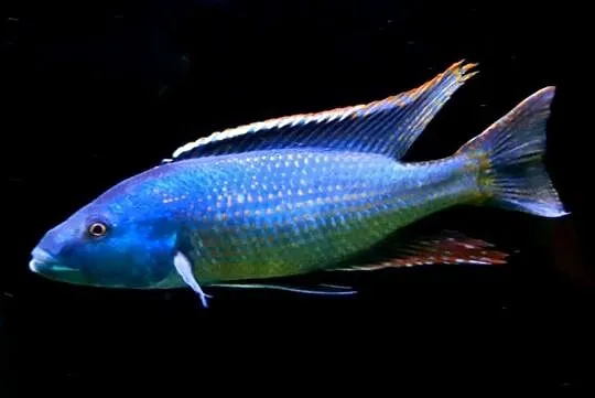Champsochromis spilorhynchus - WYSYŁKA NA TEREN CAŁEGO KRAJU, Pomorskie, Gdańsk