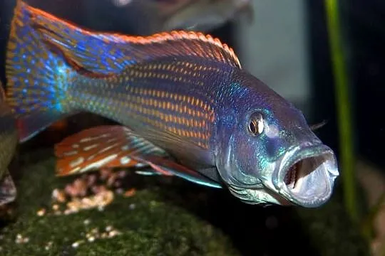 Champsochromis spilorhynchus - WYSYŁKA NA TEREN CAŁEGO KRAJU, Pomorskie, Gdańsk