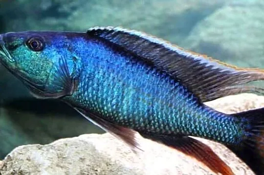 Champsochromis spilorhynchus - WYSYŁKA NA TEREN CAŁEGO KRAJU, Pomorskie, Gdańsk