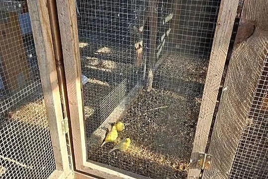 Papugi ozdobne rozella białolica Berg górski i alexandretta obrożna, Lubuskie, Żary