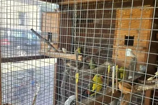 Papugi ozdobne rozella białolica Berg górski i alexandretta obrożna, Lubuskie, Żary