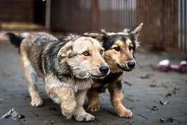 Gucio i Chałka polecają się do adopcji!, mazowieckie Warszawa