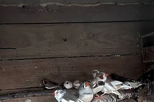 Papugi zmienia wolierę, Wielkopolskie, Kalisz