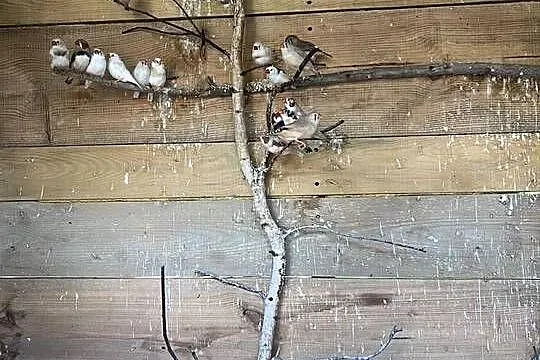 Papugi zmienia wolierę, Wielkopolskie, Kalisz