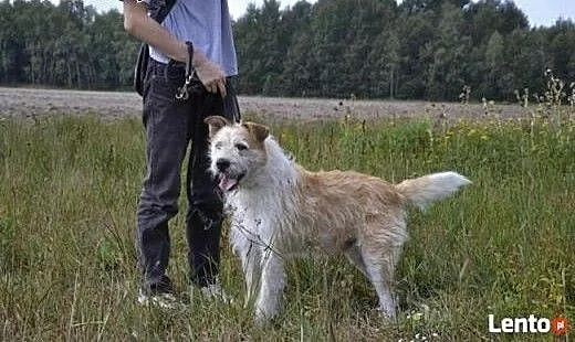 Ziomek o bursztynowych oczkach czeka w biednym prz