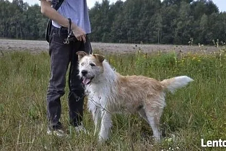 Ziomek o bursztynowych oczkach czeka w biednym prz