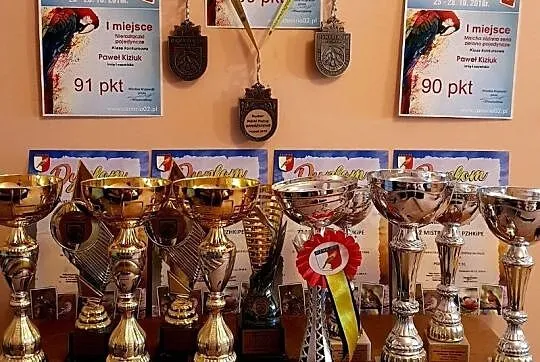 Nierozłączka czarnogłowa nierozłączki czarnogłowe dojżałe pary po bardzo dobrych rodzicach, , Lubin