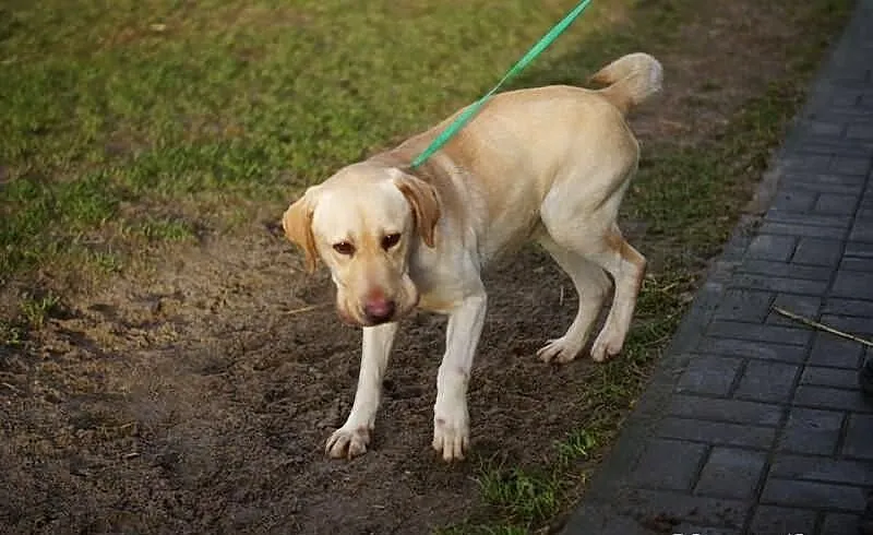 Uroczy biszkoptowy labrador szuka domu