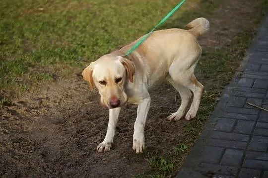 Uroczy biszkoptowy labrador szuka domu