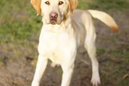 Uroczy biszkoptowy labrador szuka domu