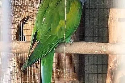 Aleksandrety chinskie 24r, Śląskie, Wodzisław Śląski
