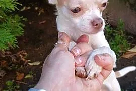 Sprzedam psa chihuahua