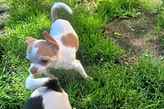 Sprzedam psa chihuahua, Wielkopolskie, Kijaszkowo