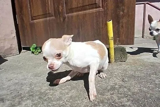 Sprzedam psa chihuahua, Wielkopolskie, Kijaszkowo