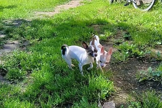 Sprzedam psa chihuahua, Wielkopolskie, Kijaszkowo