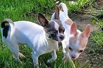 Sprzedam psa chihuahua, Wielkopolskie, Kijaszkowo