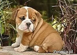 Buldog angielski szczenięta - 100% czystej rasy -