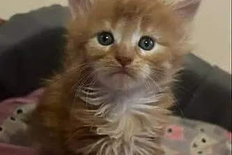 Kocurek Maine coon