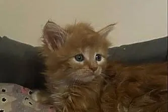 Kocurek Maine coon, Kujawsko-pomorskie, Grudziądz