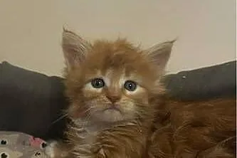 Kocurek Maine coon, Kujawsko-pomorskie, Grudziądz
