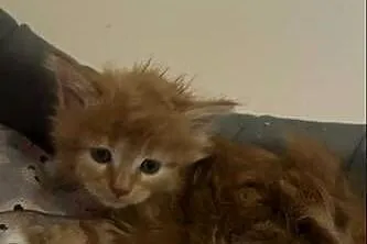 Kocurek Maine coon, Kujawsko-pomorskie, Grudziądz