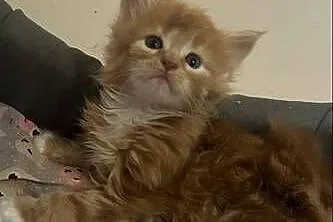 Kocurek Maine coon, Kujawsko-pomorskie, Grudziądz