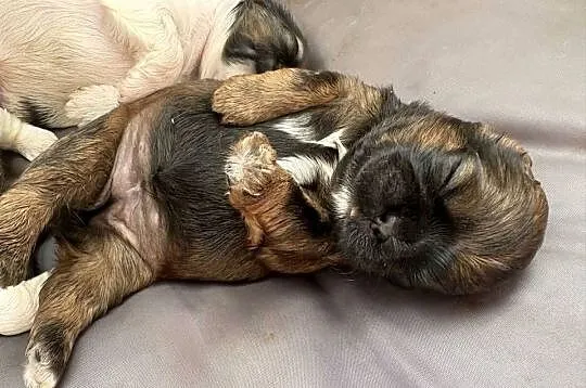 Suczka shih tzu