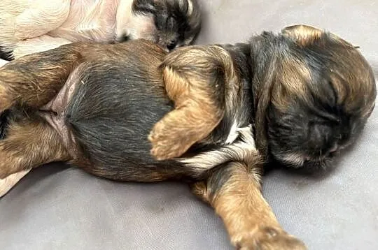 Suczka shih tzu, Mazowieckie, Ciechanów
