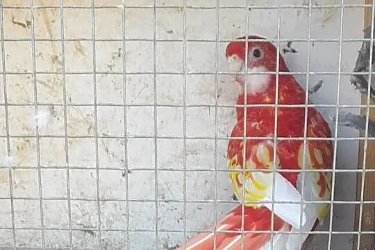 Rozella bialolica rubino samica lęgowa
