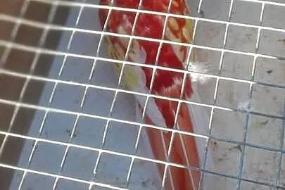Rozella bialolica rubino samica lęgowa, Małopolskie, Wadowice